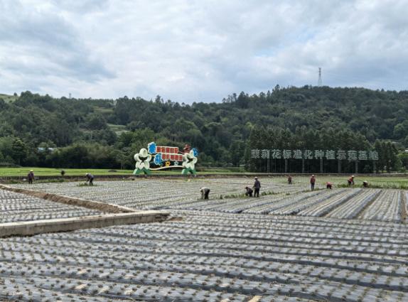 犍为茶文化地理志:山水灵气与千年茶脉的深层耦合 文化旅游 犍为茶文化地理志:山水灵气与千年茶脉的深层耦合 文化旅游