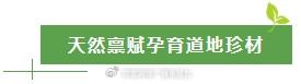 太行深处那抹金黄:涉县人与连翘的不解之缘 文化旅游 太行深处那抹金黄:涉县人与连翘的不解之缘 文化旅游