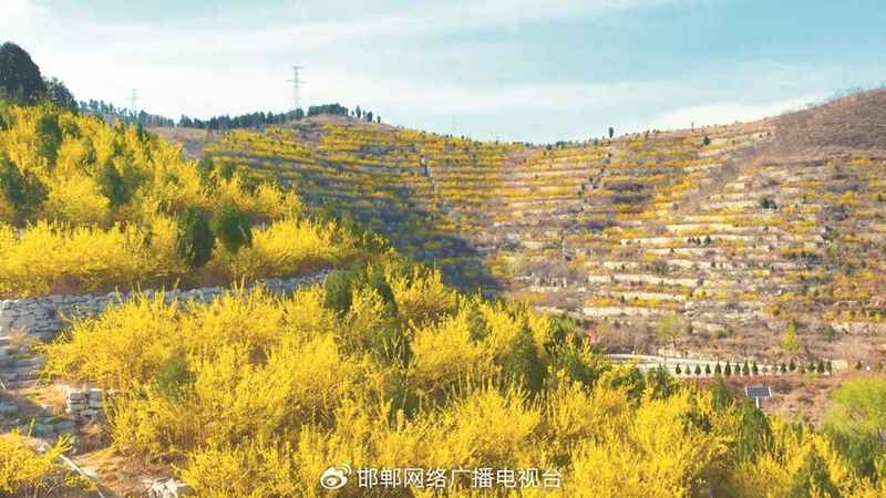 太行深处那抹金黄:涉县人与连翘的不解之缘 文化旅游 太行深处那抹金黄:涉县人与连翘的不解之缘 文化旅游