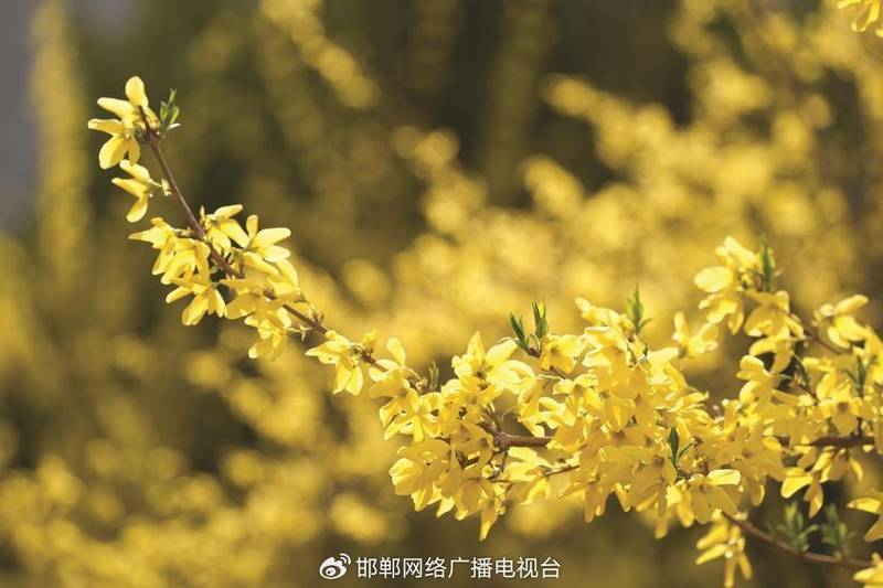 太行深处那抹金黄:涉县人与连翘的不解之缘 文化旅游 太行深处那抹金黄:涉县人与连翘的不解之缘 文化旅游