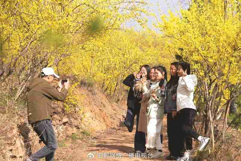 太行深处那抹金黄:涉县人与连翘的不解之缘 文化旅游 太行深处那抹金黄:涉县人与连翘的不解之缘 文化旅游